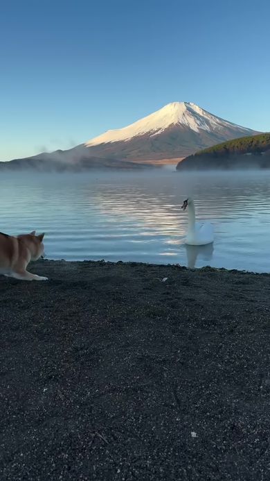 鳴き声で威嚇する白鳥