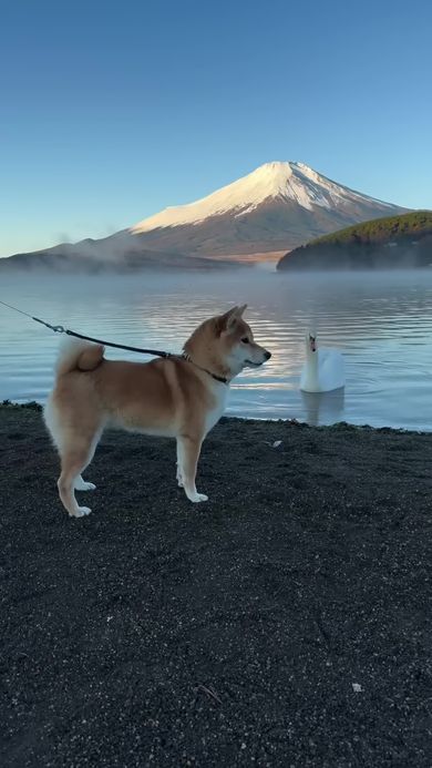 疲れたのかお互いに目をそらす白鳥と柴犬