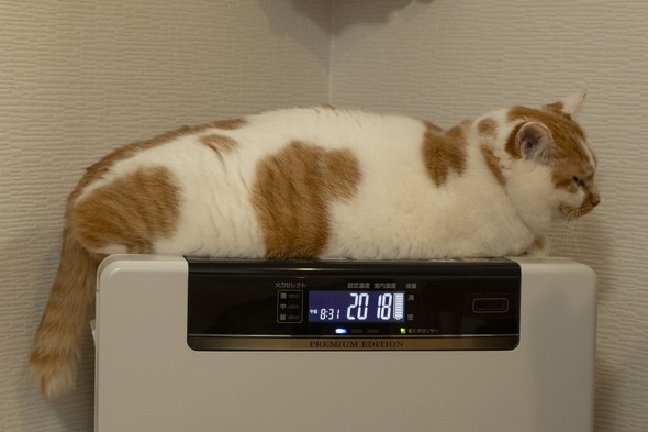 ファンヒーターに乗るネコの画像