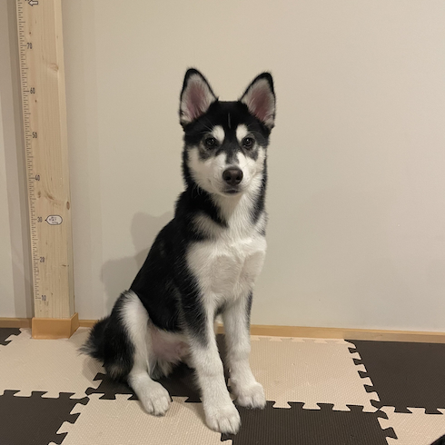 シベリアンハスキーのおとびくん