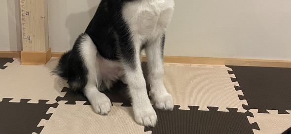 シベリアンハスキーのおとびくん