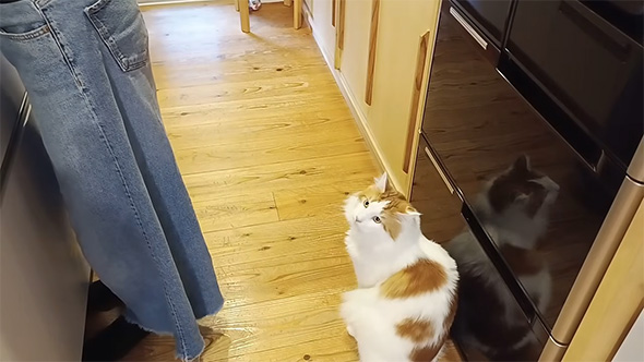 見上げるメインクーン