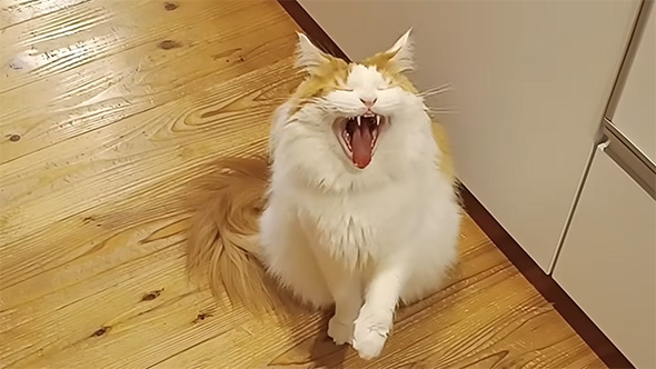 あくびをするメインクーン