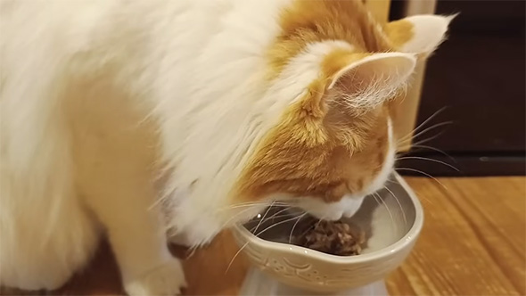 ごはんを食べるメインクーン