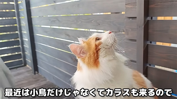 最近は小鳥だけじゃなくて