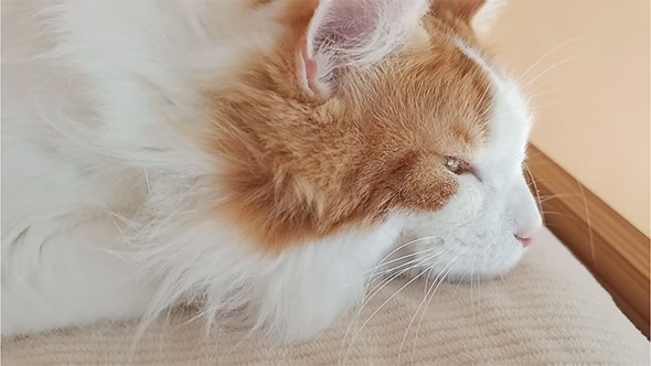 眠そうなメインクーン