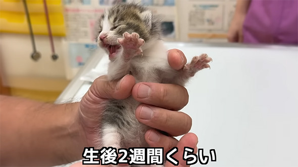 生後2週間くらい