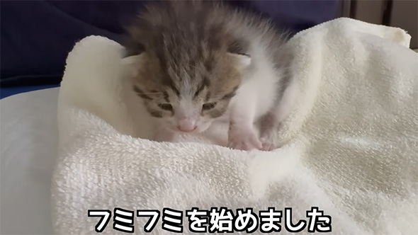 フミフミをはじめました