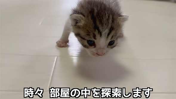 時々部屋の中を