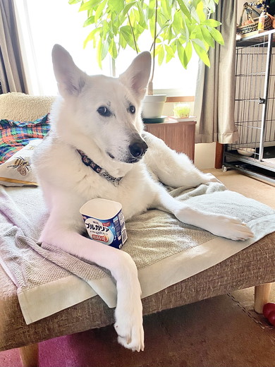 ヨーグルトのカップを小脇に抱えるワンコ