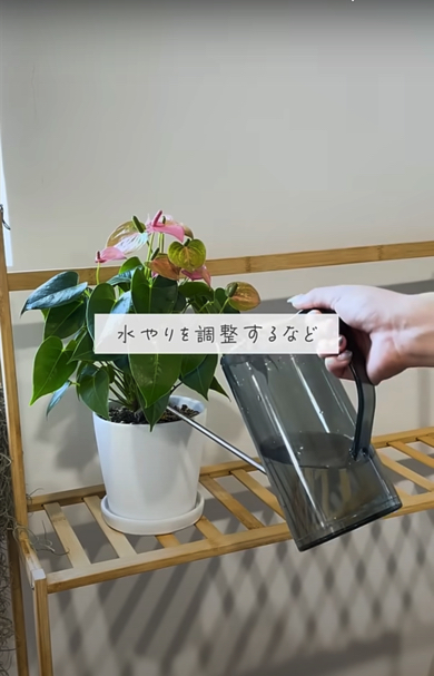 葉が柔らかくなっている場合は水やりを調整して原因究明