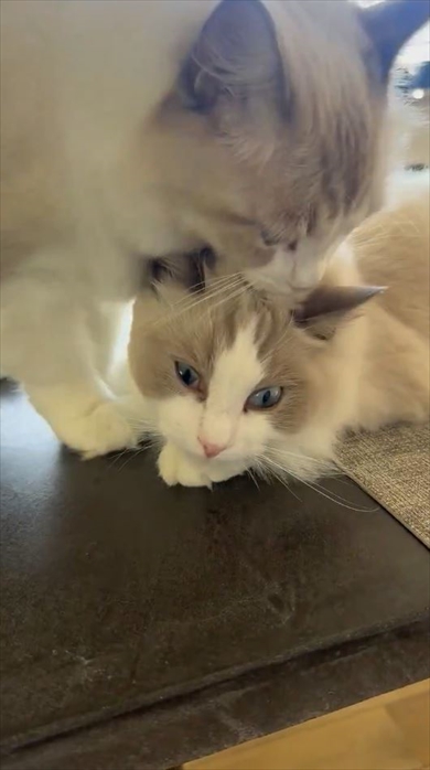 大きくなった元子猫を運ぼうとする猫