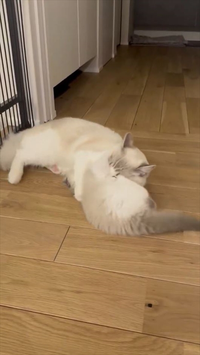 大きくなった元子猫を運ぼうとする猫