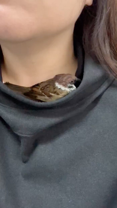 パーカーと首の隙間に入るスズメ