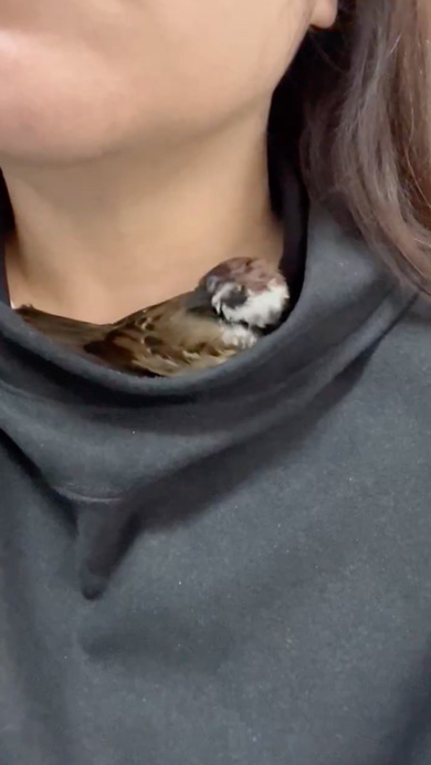 パーカーと首の隙間に入るスズメ