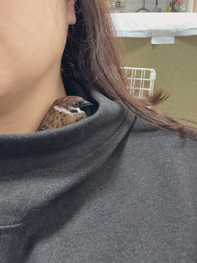 パーカーと首の隙間に入るスズメ