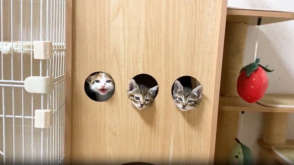 穴から顔を出して遊ぶ子猫たち