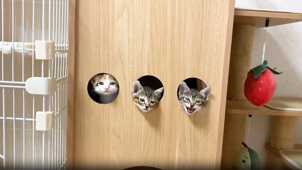 穴から顔を出して遊ぶ子猫たち