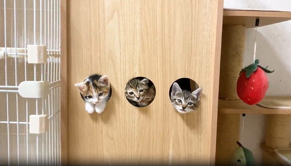 穴から顔を出して遊ぶ子猫たち