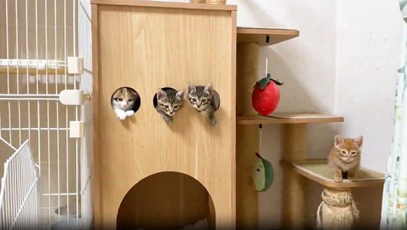 穴から顔を出して遊ぶ子猫たち