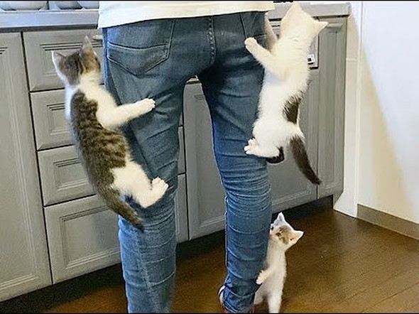 体にのぼる子猫たち