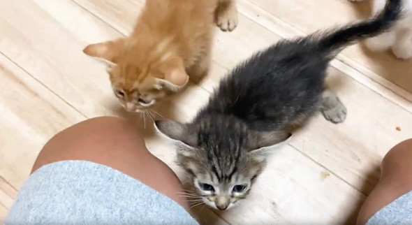 足元に子猫たち