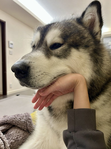 あごを手に乗せる犬