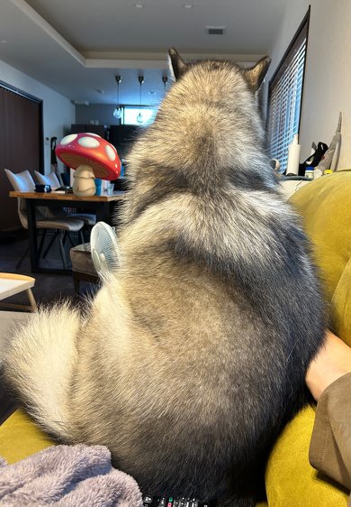 ソファーに乗った犬