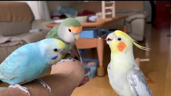 話を聞く鳥