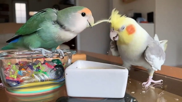 くわえられた鳥