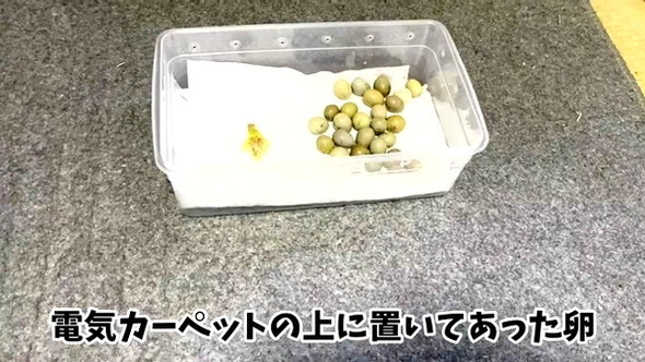 電気カーペットでウズラ