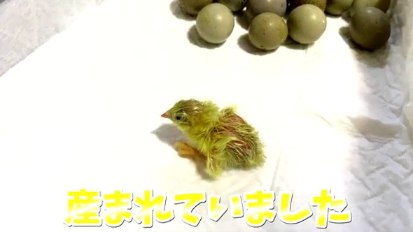 電気カーペットでウズラ