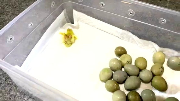 電気カーペットでウズラ