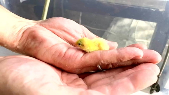 電気カーペットでウズラ