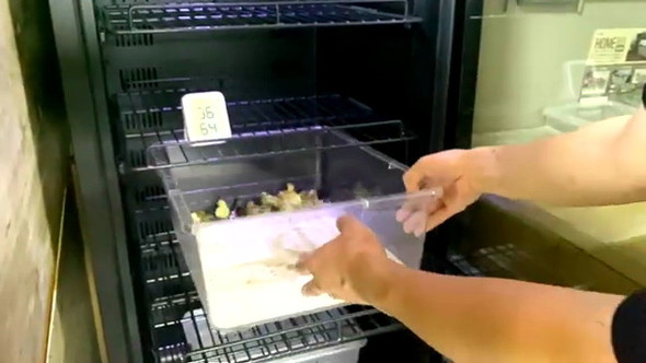 電気カーペットでウズラ