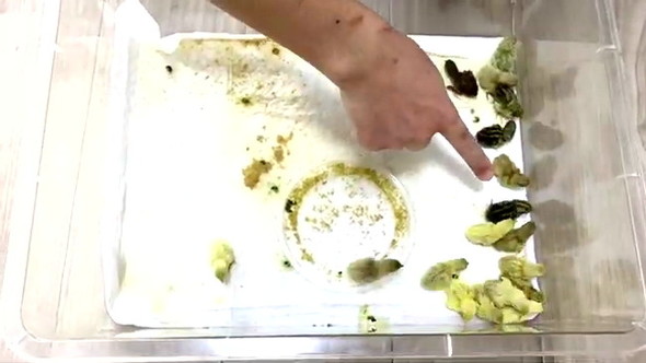 電気カーペットでウズラ