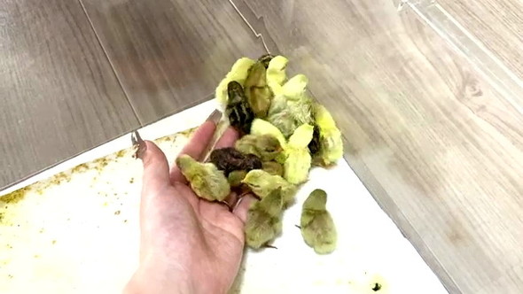 電気カーペットでウズラ