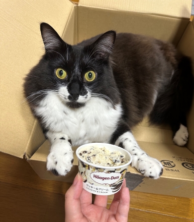 ニャンコとアイスクリーム