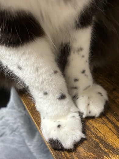 ニャンコの前足