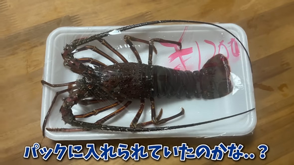 パックに入ったイセエビ