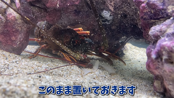 このまま置いておきます