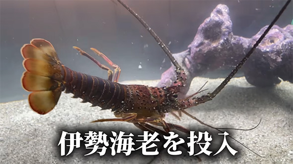 イセエビを投入