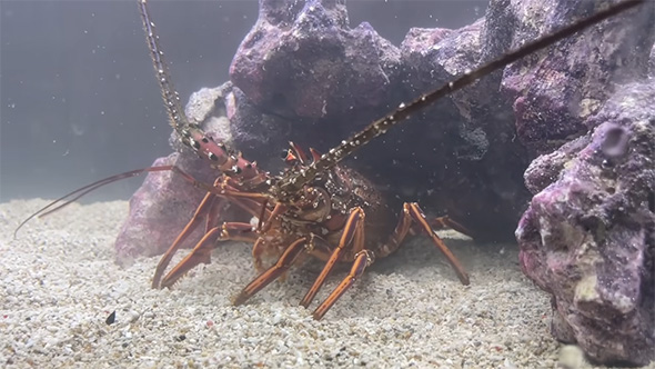 岩の下にいるイセエビ