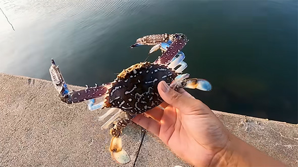 タイワンガザミを素手で持っているところ