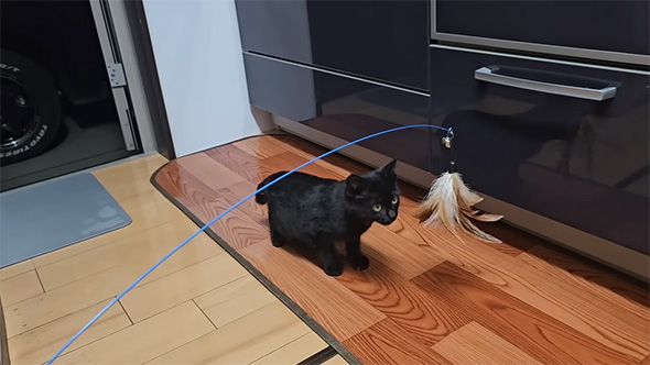 猫じゃらしに興味津々な子猫
