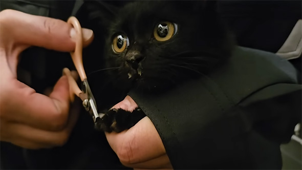 爪切り中の子猫