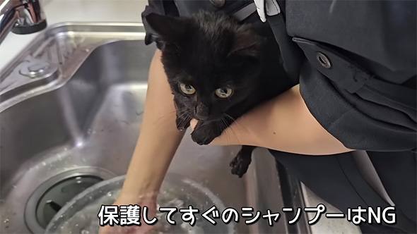 保護してすぐのシャンプーは