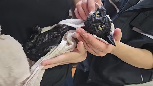 タオルドライ中の子猫