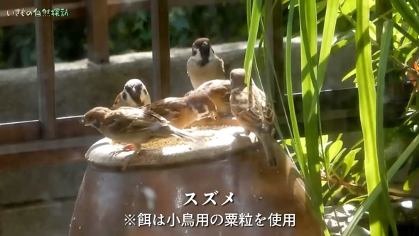 庭 壺を置いたら 鳥 入り浸る スズメ ボロボロ 凶暴 独占