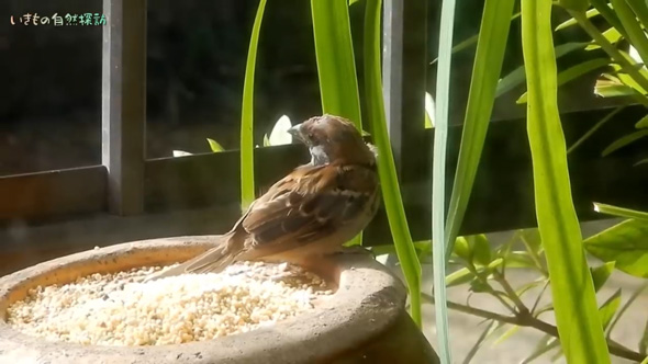 庭 壺を置いたら 鳥 入り浸る スズメ ボロボロ 凶暴 独占